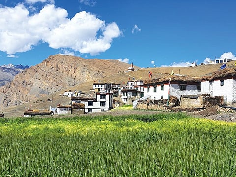 The harvesting season of the green pea crops in the cold deserts of Komik village in Himachal Pradesh is progressively getting delayed due to changing precipitation patterns (Photograph: Raju Sajwan)