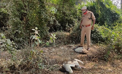 Dead grey pelicans discovered in Srikakulam. Photo: PV Sastry, forest range officer, Tekkali forest range, Srikakulam, Andhra Pradesh