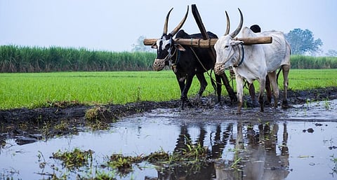 Photo: iStock