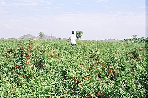 CSE’s new report presents irrefutable evidence of the benefits of non-chemical agriculture