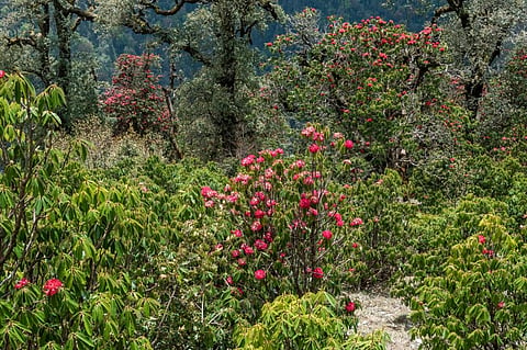 Biodiversity Act: Do recent changes consider climate concerns, commitments?