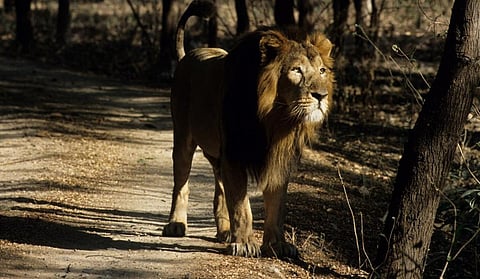 A male lion in Gir. Photo: iStock
