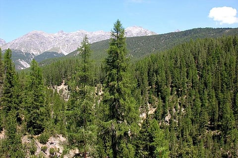 संसद में आज: पूर्वोत्तर के इलाकों में फॉरेस्ट कवर में 1020 वर्ग किमी की कमी देखी गई