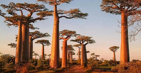 Baobab trees in Madagascar. Photo: iStock