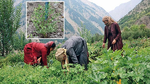 हिमाचल प्रदेश के लाहौल-स्पीति, मंडी, कुल्लू, किन्नौर और चंबा जिलों में लगभग 3.5 हेक्टेयर क्षेत्र में हींग की खेती शुरू की जा चुकी है (फोटो: राजू सजवान / सीएसई)