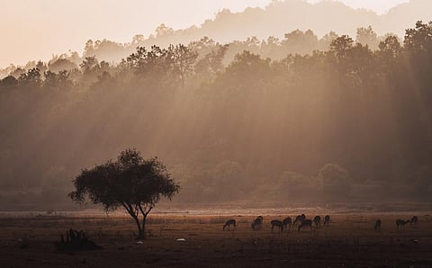 A Chital herd grazes in the twilight in Kanha National Park, Madhya Pradesh. Photo: iStock