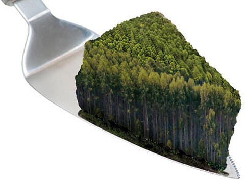 Paper forests: India’s missing stretches of green