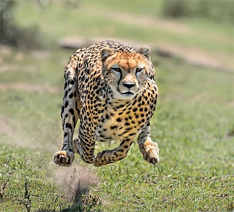 Photo: Istock photo