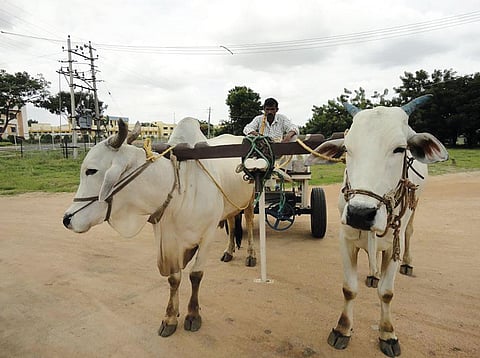 The University of Agricultural Sciences,
Raichur, Karnataka, has developed a
bullock cart-mounted device that generates
electricity from the movement of the cart (Photographs courtesy: All India Coordinated Research Project on Increased Utilization of Animal Energy)