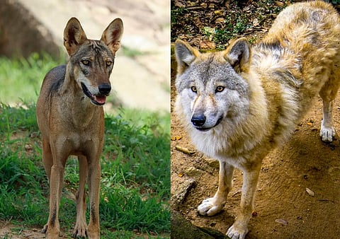 The Indian Wolf (Left) and the Woolly or Himalayan Wolf (Right). Photos from iStock