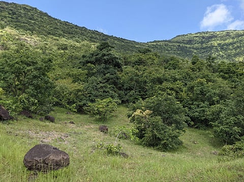 Study identifies potential areas for discovering new plant species in Indian grasslands