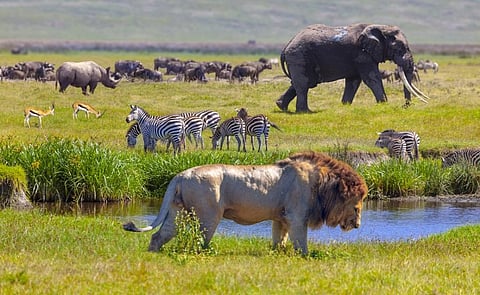 Before the UN Convention on Biodiversity, Parties have agreed to another round of negotiations in Nairobi, Kenya from June 21-29, 2022. Photo: iStock