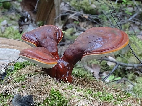 Magical mushroom: Scaling up Ganoderma lucidum cultivation will benefit farmers, users