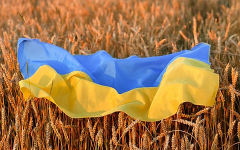 Both, Ukraine and Russia, are major producers and exporters of wheat, maize and sunflower oil. Photo: iStock