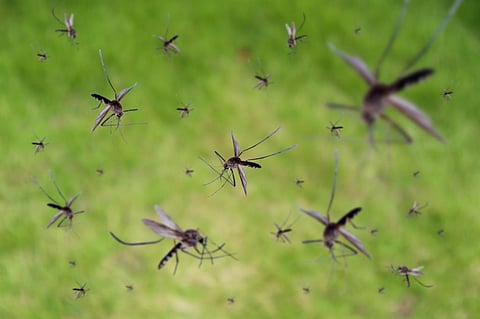 Genetically modified mosquitoes for controlling vector-borne diseases? Successful trial gives hope