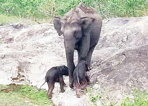 The cow elephant and her newborn twin calves in Bandipur Tiger Reserve, Karnataka. Photo shared by Siddappa Setty