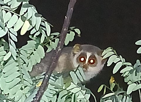 The slender loris is called 'Thevangu' in Tamil. Photo: Kumaresan