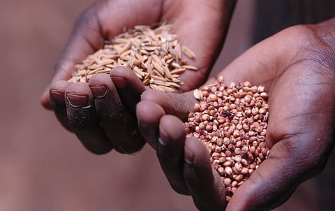 Seeds Photo: iStock