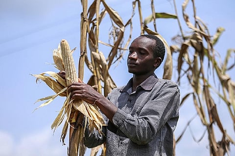 How COVID-19 controls hit farmers in 7 low-income countries, most in Africa