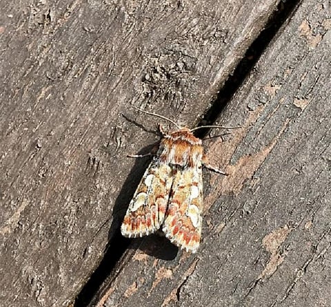 The pine beauty moth is a pest for pine trees. Photo: University of Eastern Finland