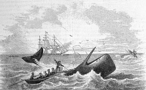 Sperm whales, which were especially prized in the heyday of whaling, evolved 18-10 million years ago as suction feeders. Photo: iStock