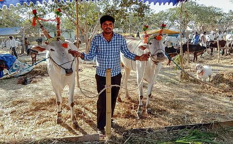 The Hallikar, a prized zebu breed from the Deccan and one that is recognised by the NBAGR. Photo: iStock