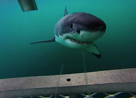 Iridescent Skin: New book explores role of cage diving in demystifying, conserving white sharks