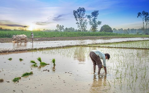 Long dry spells between months in a year when monsoons have arrived early means that paddy plants in the transplantation stage are deprived of water. Photo: iStock