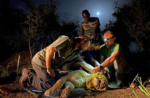 Two scientists from wild cat conservation organisation, Panthera and a Senegal Department of National Parks staff member with an anesthetised and collared lion in Niokolo Koba National Park, Senegal, 2021. Photo: Panthera