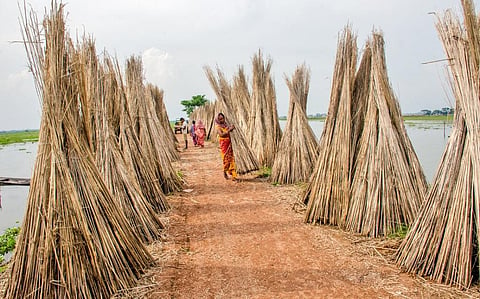 Jute sticks being dried in North 24 Parganas district, West Bengal. Photo: iStock