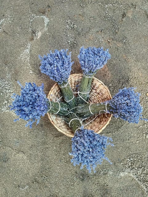 Doda to host lavender festival