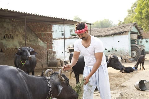 Cases of Buffalopox, India's latest emerging viral threat, underline need to understand evolutionary biology