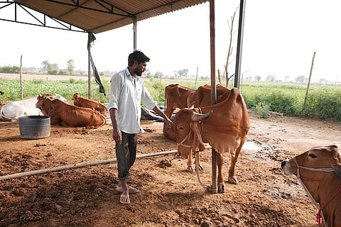Mangatram has been a dairy farmer for 15 years in Lokra village of Gurgaon. Photo: Sunny Gautam