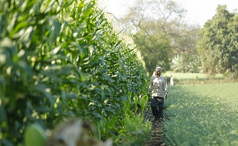 Maize is the only crop which has received a hike below Rs 100 in absolute numbers. Photo: iStock