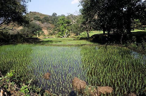 India reports 22% less sowing till second week of 2022 kharif season, compared to last year
