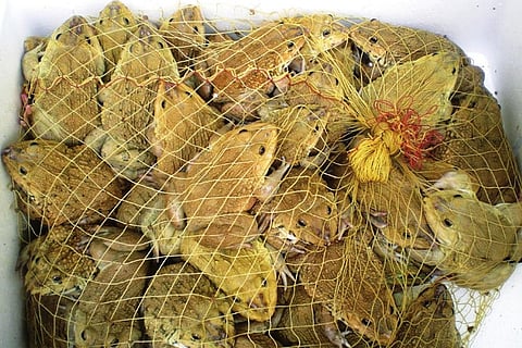 फोटो:डेडली डिश