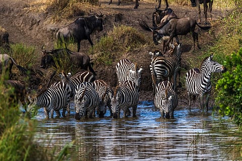 Global Biodiversity Framework: What happened in Nairobi?