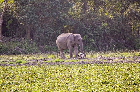 An adult male elephant caresses the remains of another male in Kaziranga National Park, Assam