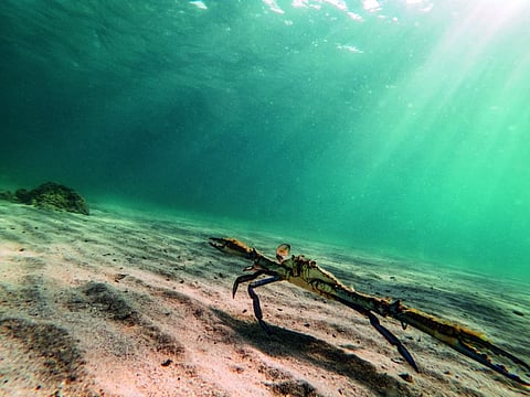Oceans Great Dying 2.0: Earth’s climate moderator is warming, faster