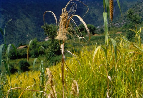 IPBES9: Bonn to host major global biodiversity seminar from July 3
