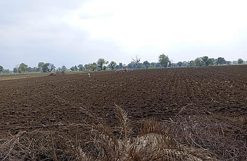 Farmers in Timarni village, Betul district are having to sow their crop again. Photo: Pooja Yadav