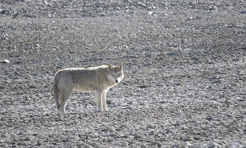 A Himalayan wolf. Photo: Dorjai Namgail