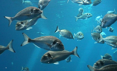 Atlantic Bluefin Tuna are now being sustainably fished after years of overfishing. Photo: iStock
