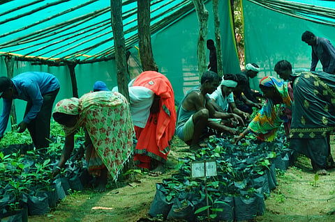 Nursery in Naya Basti houses saplings that villagers plant in the forest. Photo: Purushottam Singh Thakur