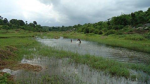 Paddy sowing takes a hit as Jharkand reports 47% less rain