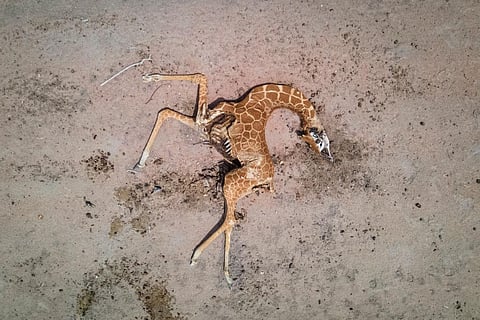 A giraffe lies dead in the road near Matanaha village on December 9, 2021 in Wajir County, Kenya. Photo: Ed Ram/Getty Images