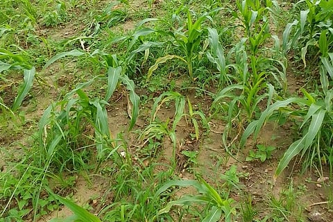 Crop damaged due to heavy rains in Devthan village of Betul district of Madhya Pradesh. Photo: Pooja Yadav
