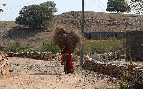 राजस्थान के उदयपुर जिले के तिरौल गांव में विकसित हुआ चारागाह ग्रामीणों की चारे की जरूरतें पूरी कर रहा है। फोटो: विकास चौधरी