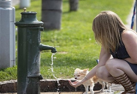 A woman giving water to her pet. (Photo: China Xinhua News)