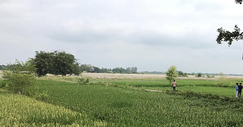 The window for transplanting paddy seedlings was mostly dry in Bihar. Photo for representation: Wikimedia Commons